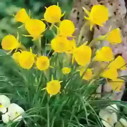 Species